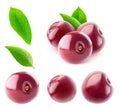 Isolated sweet cherries bundle