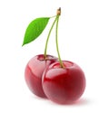 Isolated sweet cherries Royalty Free Stock Photo