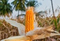 Isolated sweet corn grown in Indian agriculture field Royalty Free Stock Photo