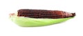 Isolated sweet corn. sweet purple corn with leaves isolated on w