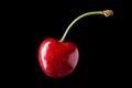 Isolated sweet merry cherry over black background Royalty Free Stock Photo