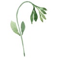 Isolated sweet pea illustration element. Green leaf. Watercolor illustration set on white background. Royalty Free Stock Photo