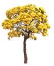 Isolated tabebuia golden yellow flower blossom tree on white background Royalty Free Stock Photo