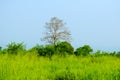 Isolated tall tree in a grassy land in Sri lanka.