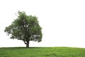 Isolated tamarind tree