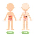 Isolated Template of Human Kid Body and Digestive system. Front Back view. Internal Organs Stomach Liver Intestines. Illustration