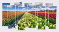 Isolated ten frames collage of picture of blooming tulipe flowers on farm near the Rutten town.