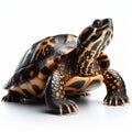 Image of isolated terrapin against pure white background, ideal for presentations