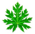 Isolated texture object, Papaya green tree leaf on white background Royalty Free Stock Photo