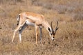 Isolated Thomsons gazelle Eudorcas thomsonii grazing in Ngorongoro Crater National Park. Royalty Free Stock Photo