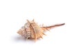 Isolated thorn conch seashel