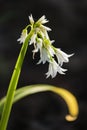 Isolated three-cornered leek flowers Royalty Free Stock Photo