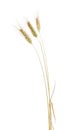 Isolated three ear of wheat with long awns Royalty Free Stock Photo