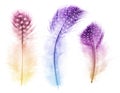 Isolated three fluffy colored feathers in light spots Royalty Free Stock Photo