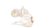 Isolated three garlic whole body on white background.