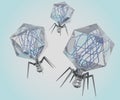 Isolated three Podoviridae t7 bacteriophage