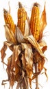 Isolated Three Ripe Golden Corn Cobs with Drying Husks on White Background Royalty Free Stock Photo