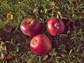 Isolated three ripe red apples that have fallen on the green grass Royalty Free Stock Photo