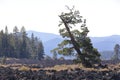 Isolated tilted tree on lava field, Lava cast forest, Bend, Oregon