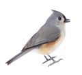 Isolated Titmouse Royalty Free Stock Photo