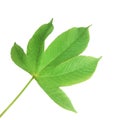 Isolated to Green leaves on white background Used for learning about the nature of plants, including their characteristics.