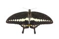 Isolated top view of banded swallowtail butterfly (Papilio demolion)