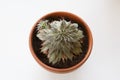 Isolated top view close up shot of a green Graptoveria Silver Star succulent plant with a beautiful rosette and a small baby chick Royalty Free Stock Photo