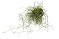 Isolated top view close up shot of a potted mix of Rhipsalis Baccifera and Ewaldiana ampelous succulent plants, with stems