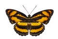 Isolated top view of colour segeant butterfly ( Athyma nefte ) o