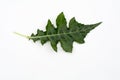 Isolated top view fresh green sea holly or acanthus ebracteatus