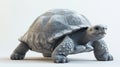 Isolated Tortoise on White Background with Detailed Texture and Features Royalty Free Stock Photo