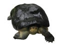 Isolated tortoise on white background Royalty Free Stock Photo
