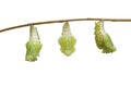 Isolated transformation caterpillar of Tabby butterfly Pseudergolis wedah preparing to chrysalis on white