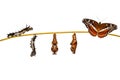 Isolated transformation caterpillar to pupa of commander butterfly resting on twig Royalty Free Stock Photo