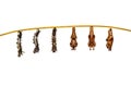 Isolated transformation caterpillar to pupa of commander butterfly resting on twig