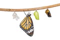 Isolated transformation of common tiger butterfly emerging from cocoon Royalty Free Stock Photo