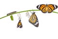 Isolated transformation of common tiger butterfly emerging from