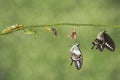 Transformation life cycle of banded swallowtail butterfly (Papilio demolion) Royalty Free Stock Photo