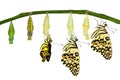 Isolated transformation of Lime Butterfly Royalty Free Stock Photo