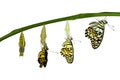 Isolated transformation of Lime Butterfly on white Royalty Free Stock Photo