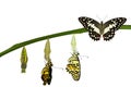 Isolated transformation of Lime Butterfly on white Royalty Free Stock Photo