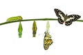 Isolated transformation of Lime Butterfly on white Royalty Free Stock Photo