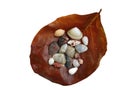 Isolated, transparent, cutout, a brown dry leave with assortment of small seashells with clipping path