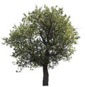Isolated tree Royalty Free Stock Photo
