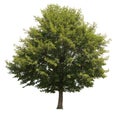 Isolated tree Royalty Free Stock Photo