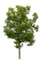 Isolated Tree Royalty Free Stock Photo