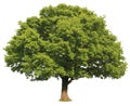 Isolated tree Royalty Free Stock Photo