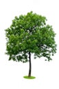 Isolated tree Royalty Free Stock Photo