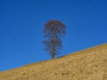 Isolated tree Royalty Free Stock Photo