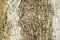 Isolated tree bark Royalty Free Stock Photo